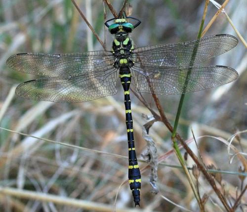 Cordulegaster boltonii